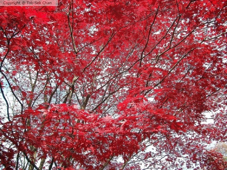Maple, Weston, MA, USA, 11-14-2010