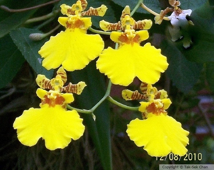 Dancing Orchid (Oncidium sphacelatum) 12-08-2010 B