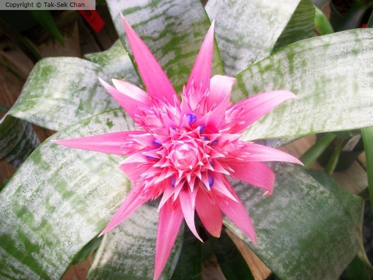 Bromeliad, Russell's, Wayland, MA, USA, 09-16-2013