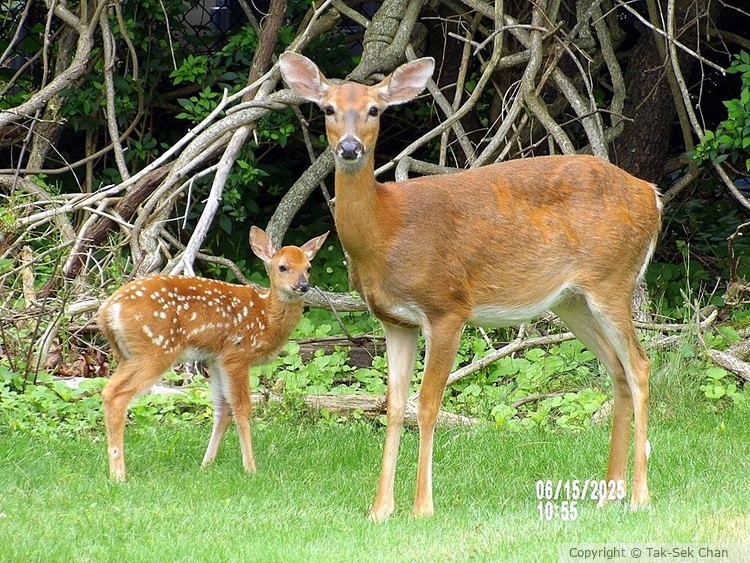 White-tailed Deer (doe & fawn) , Odocoileus virginianus, Port Jefferson, NY, 05-15-2025