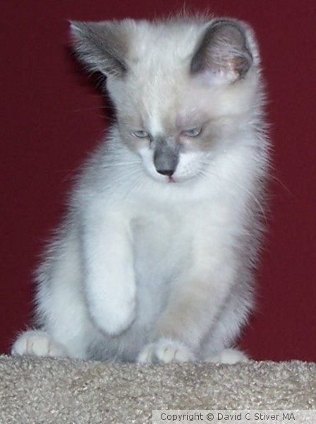 Cute Kittens 01