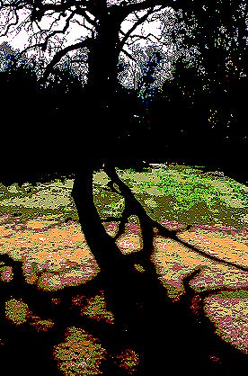 TREE#351B