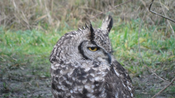 Owls and birds of prey 08