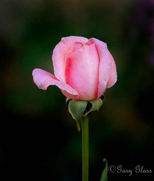 A ROSE FOR MOTHER NATURE