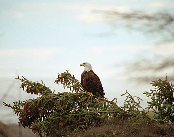 The Sentinel