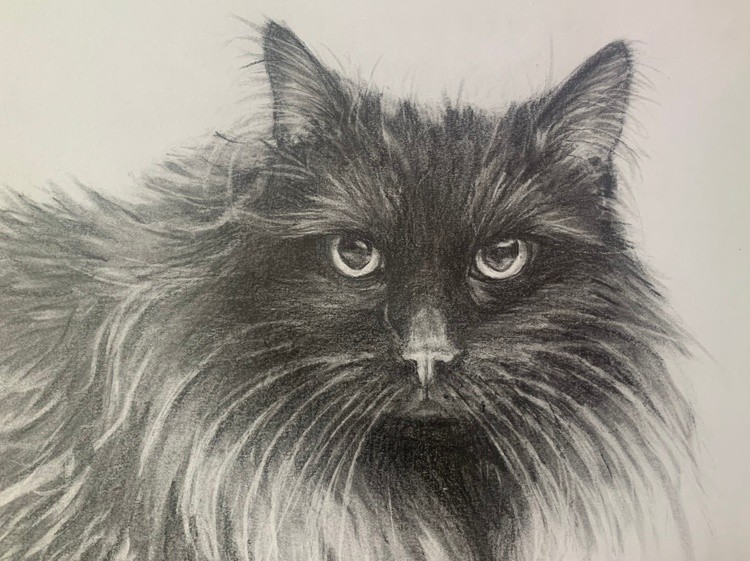 Piper