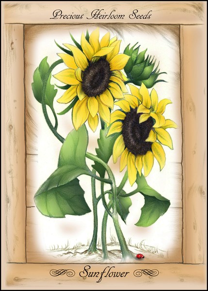 Vintage Rustic Sunflowers, Precious Heirloom Seeds