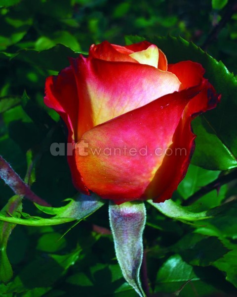 Single Red Rose 