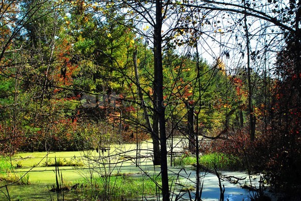 Stillwater Swamp III