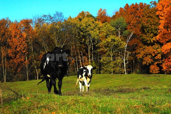 Curious Cows I