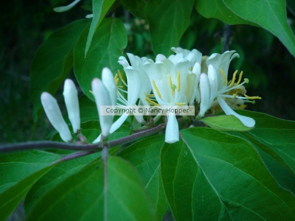 Honeysuckle 