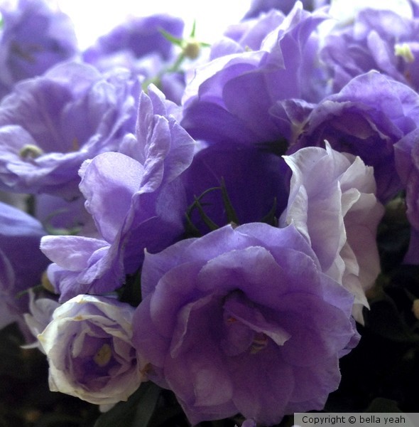 double bloom campanula