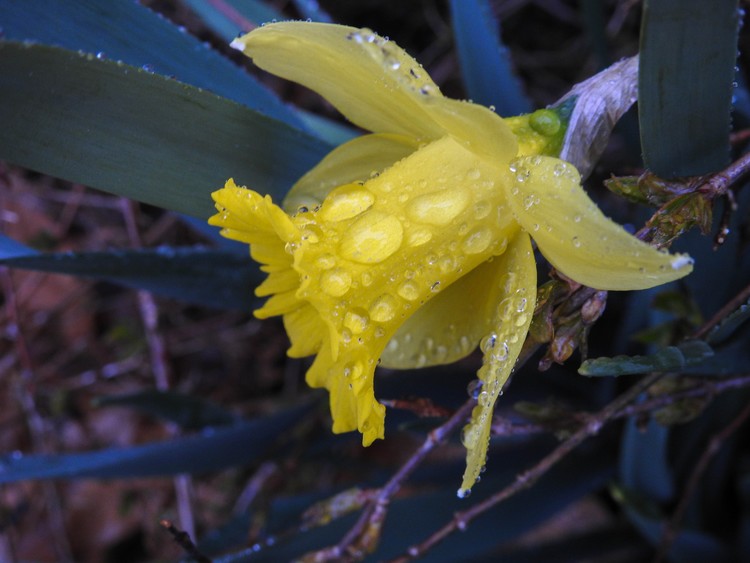 Spring Showers