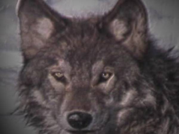 wolfy
