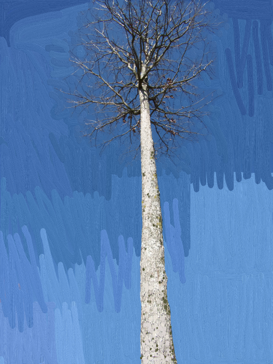 the post oak