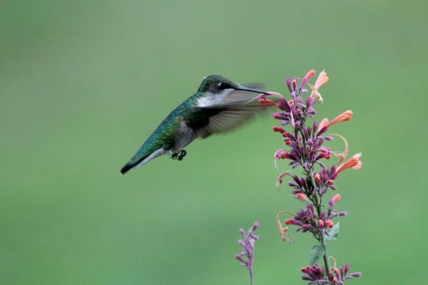 Hummingbird on Back Deck