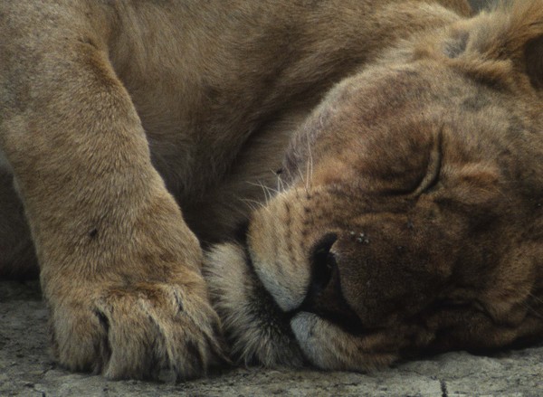 Siesta