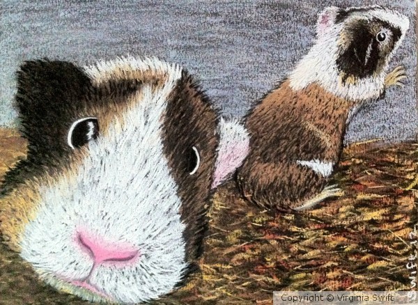 Peek-a-Boo Guinea Pigs