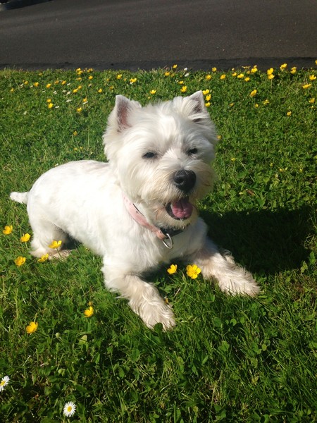 Westie 