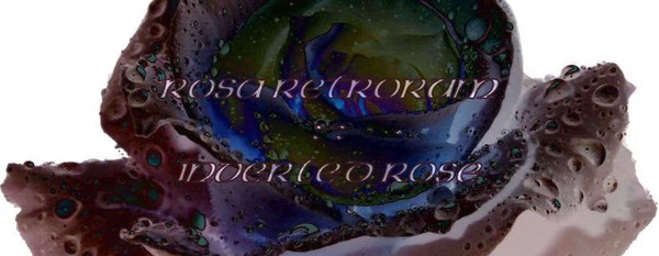 rose w/text