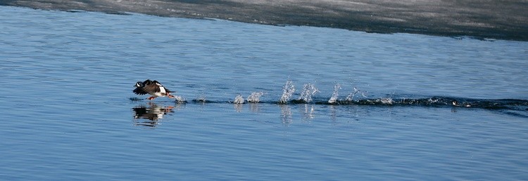 can you run on water ?