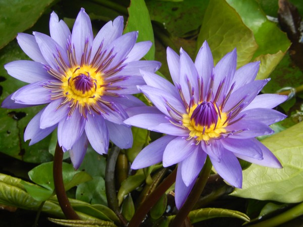 PURPLE WATERLILIES