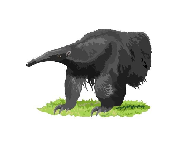 Anteater3