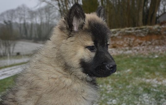 puppies (39)