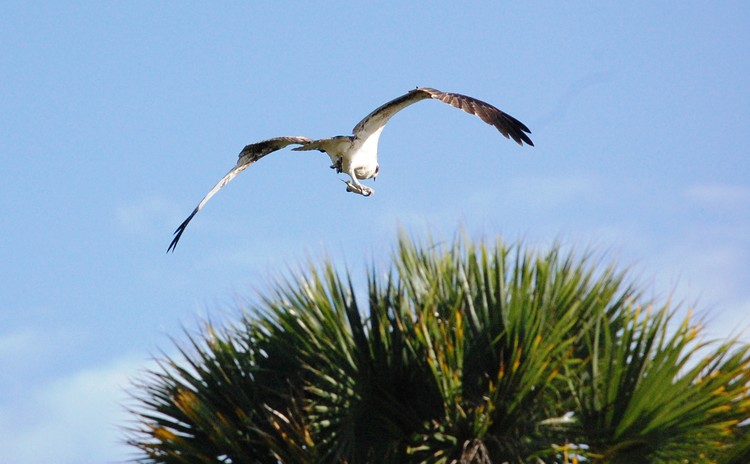 Osprey with Dinner
