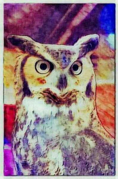 Owl