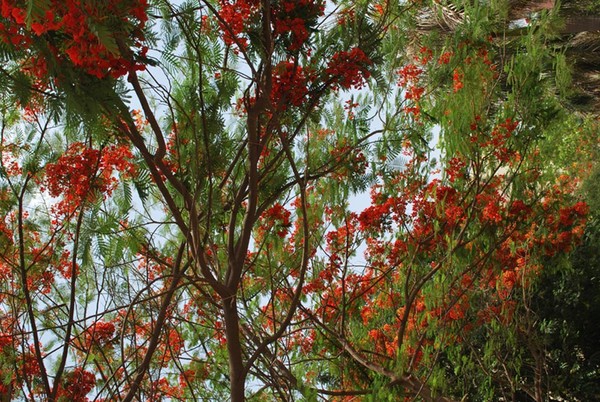 Gulmohar in full bloom