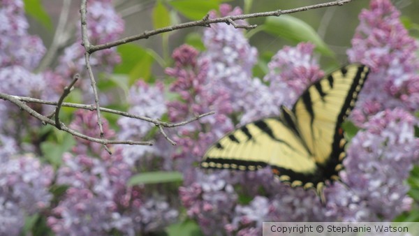 Butterfly on Flowers