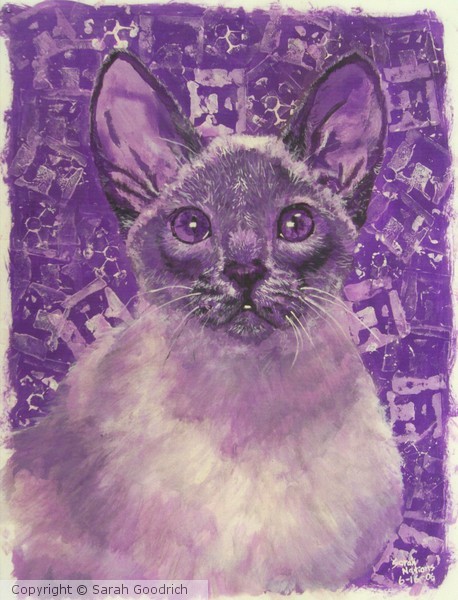 Purple Siamese