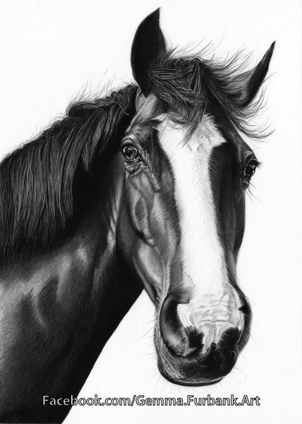 Magnum's Solitaire - Horse Portrait
