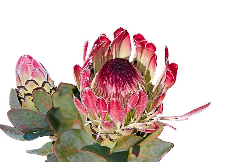 Protea-Bud-Combo-1-Left