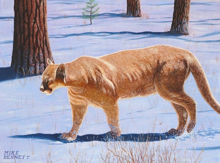 Wyoming Cougar #1 
