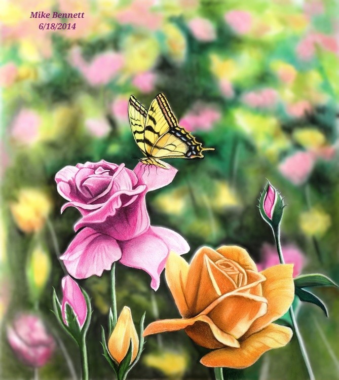 Tiger Swallowtail in  Rose Garden 