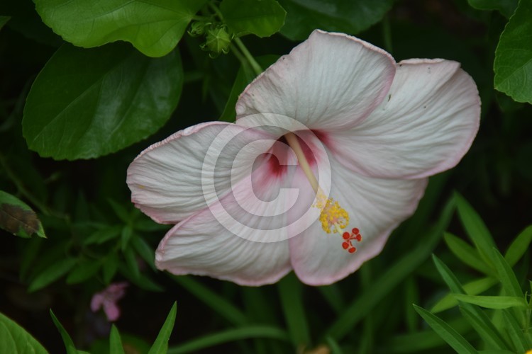 Malaysian Flowers