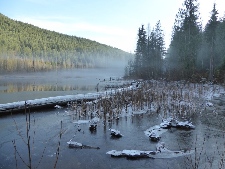 Frosted logs