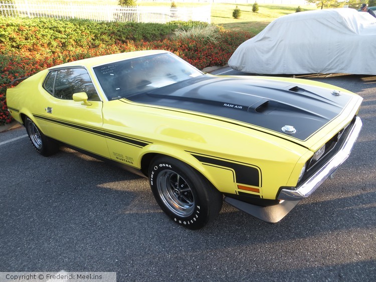 Yellow Mustang