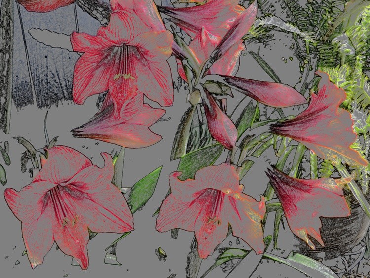 SAM 1465 Color Pencil Jennys lilies