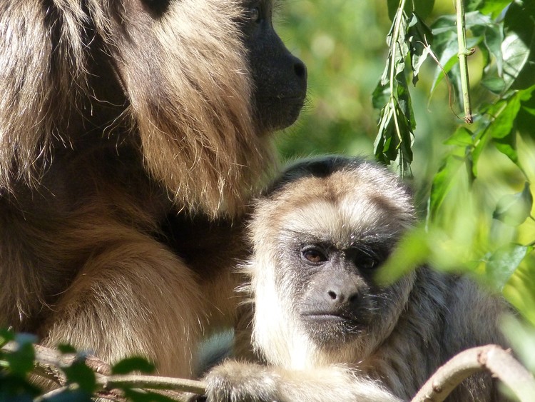 Animals III
