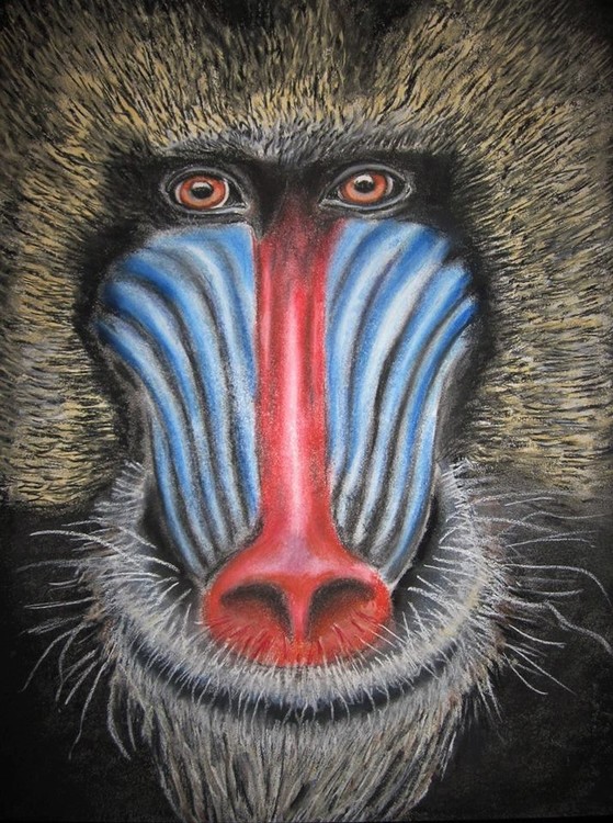 Mandril