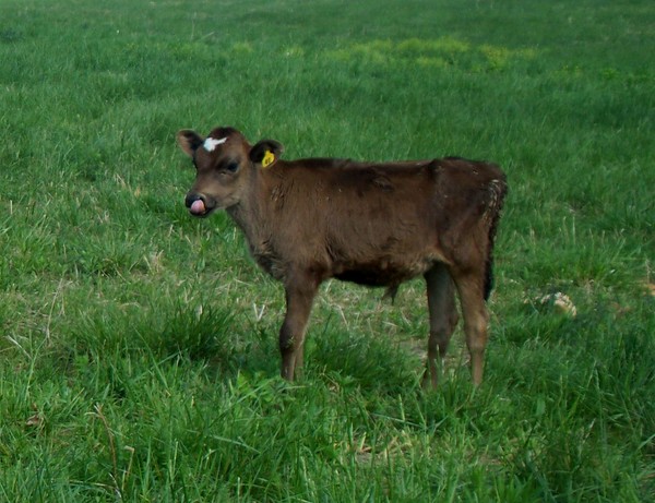Calf Licking Nose
