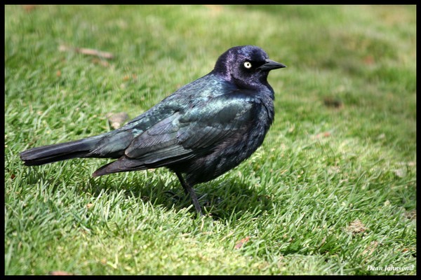 startling starling