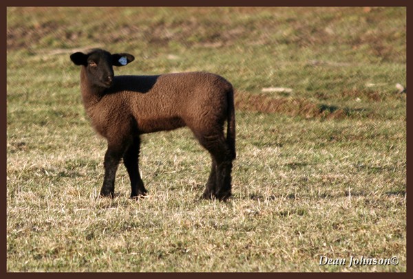 Baa Baa Black Sheep