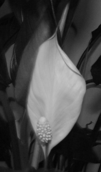 White Pearl