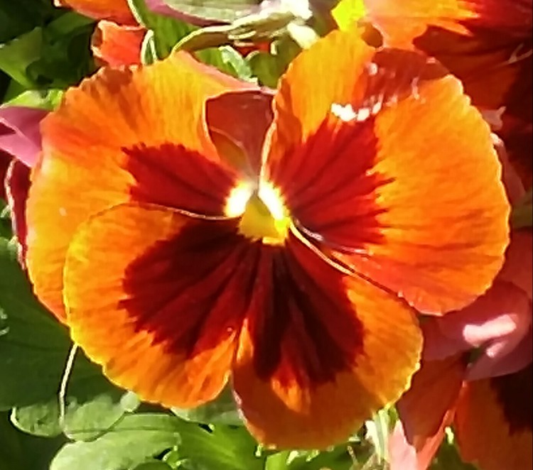 Orange violet
