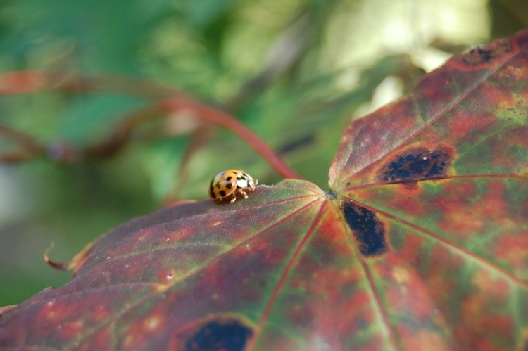 Ladybug