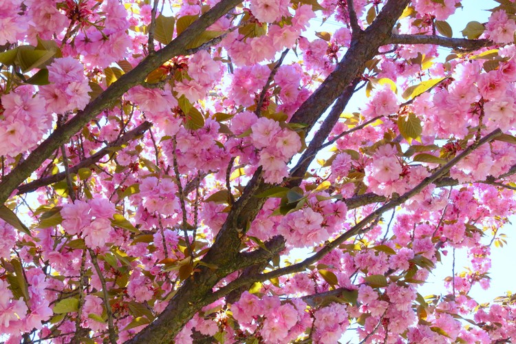 Blossoms in Spring #2